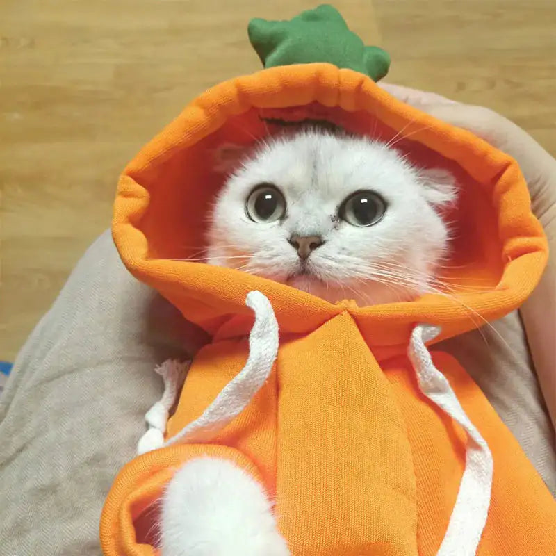 Cute & Cozy Costumes For Pet - Frog, Carrot, Banana